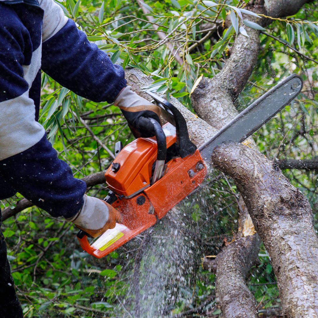 A person using a chainsaw to cut off a large tree branch