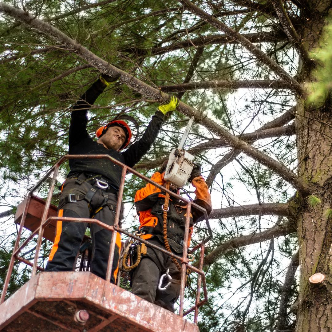 Man Harnessed on a tree with a chainsaw.