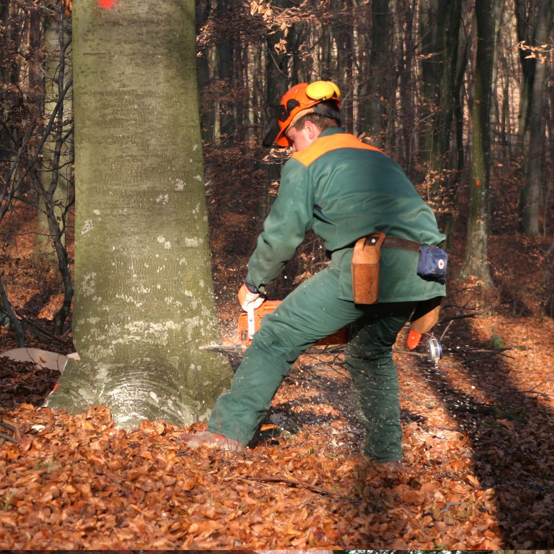 Man felling tree using electrical tool whilst wearing protective equipment.