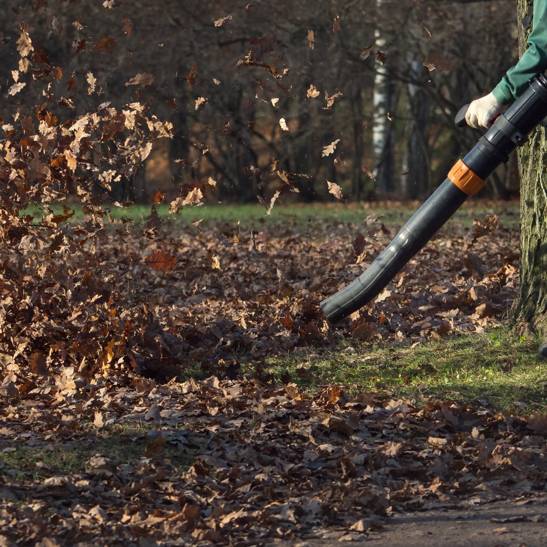 Man blowing autumn leaves using leafblower.