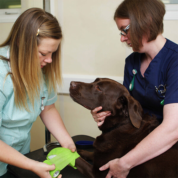 A woman putting a green bandage on a chocolate Labrador whilst another woman holds the dog.